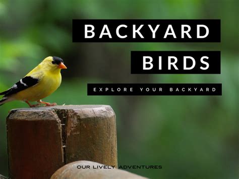 Get To Know Your Backyard Birds: Explore Your Backyard Series - Our ...