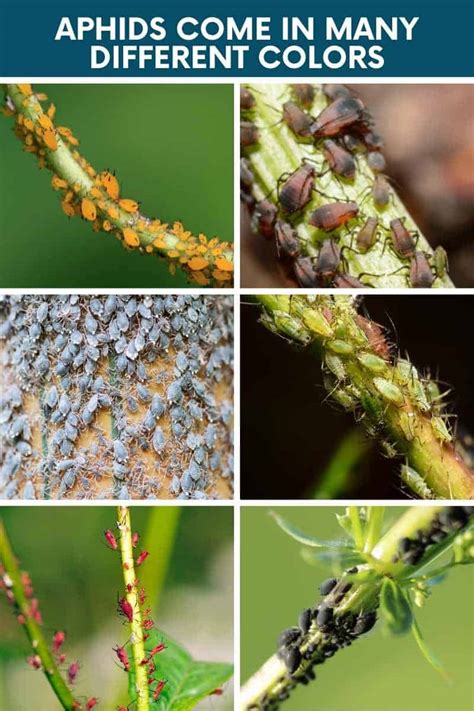 How to Get Rid of Aphids on Tomato Plants - Growfully