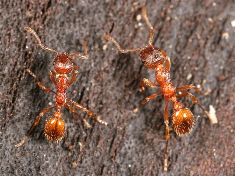 Myrmica rubra – Enciclopedie.info