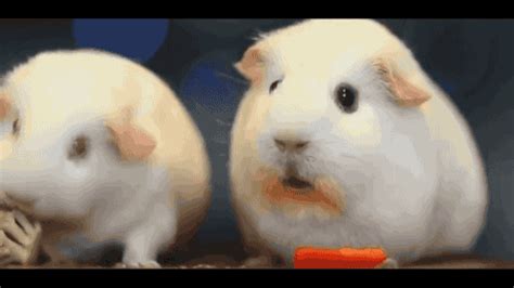 Guinea Pig Has an Existential Crisis on Make a GIF