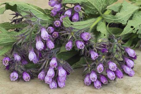 Symphytum officinale (Common Comfrey)