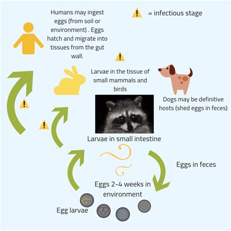 Baylisascaris Procyonis Life Cycle