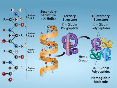 [Solved] . 2. Explain the 4 levels of protein structure Primary ...