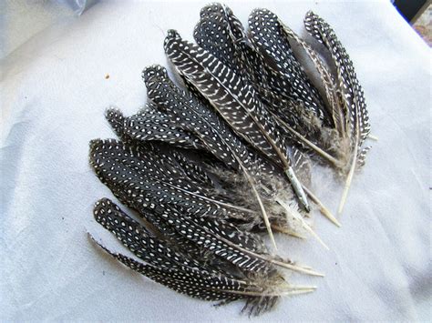 5 spotted guinea hen feathers loose feathers black and white