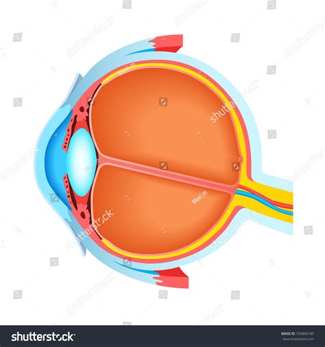 Cross Section Of Human Eye Stock Photo 103860185 : Shutterstock