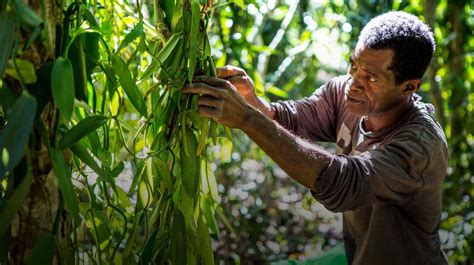 Fighting the vanilla thieves of Madagascar - BBC News