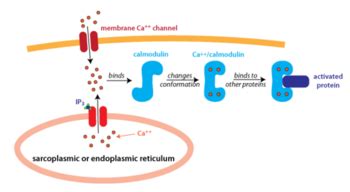 Calmodulin JMU - Proteopedia, life in 3D