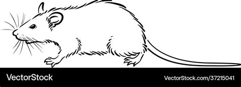 Walking rat line drawing Royalty Free Vector Image