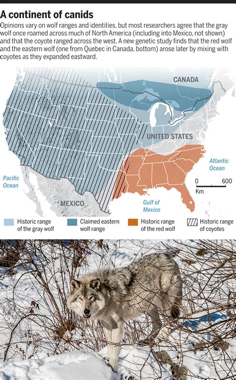 Rethinking the North American wolf | Science