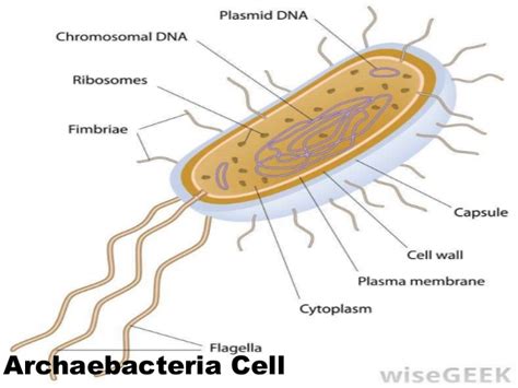 Pengertian, Ciri, Struktur, Habitat dan Klasifikasi Archaeobacteria