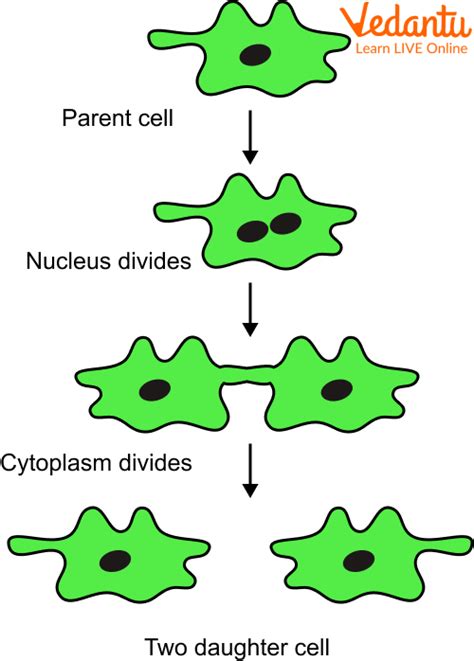 Amoeba: Structure, Function, and Parts of Amoeba