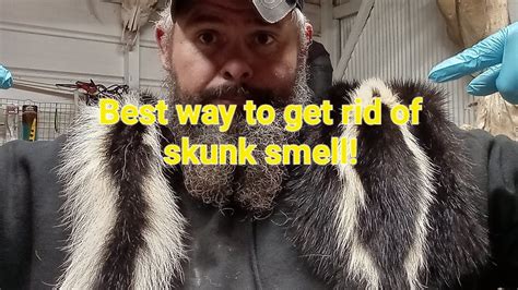 How to and best way to get rid of skunk smell. - YouTube