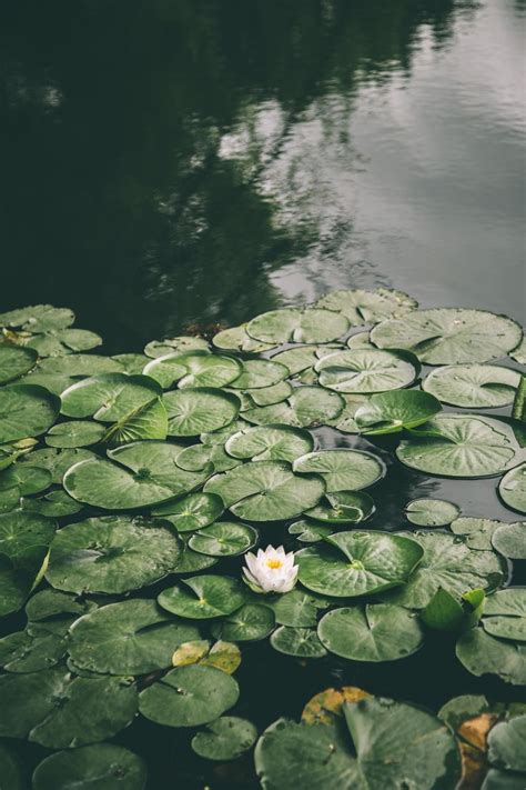 FOR EMMA, FOREVER AGO — hannahkemp: Lily pads//Washington June 2017 ...