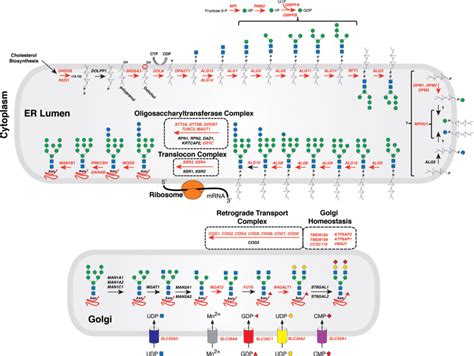 FIGURE 45.2. [Congenital disorders of glycosylation in ...