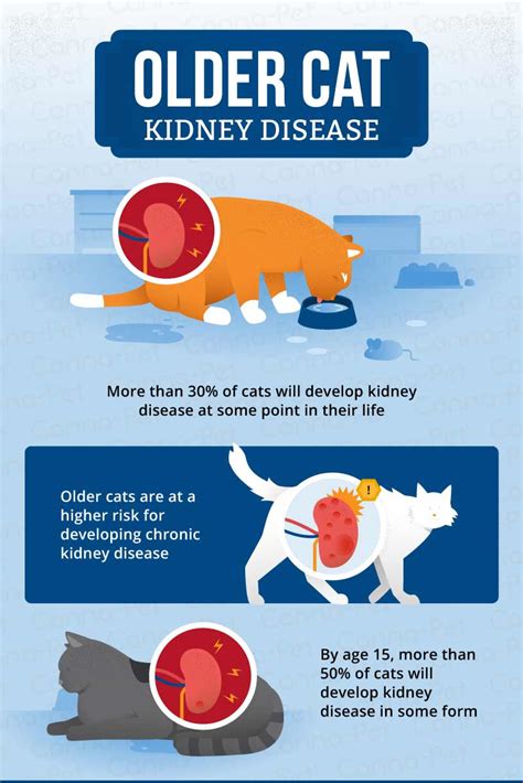 Kidney Disease in Older Cats | Canna-Pet