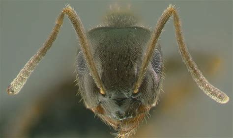 Flying ant swarms invading Britain as the summer heatwave continues ...