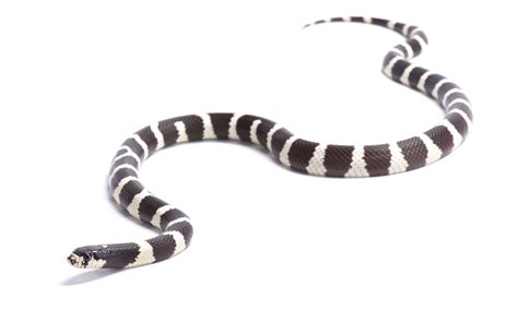 California Kingsnake - A-Z Animals