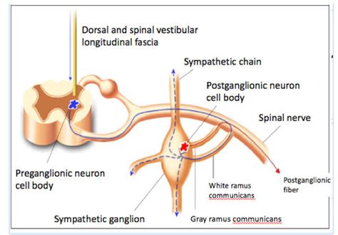 Nerve impulse pathway to the sympathetic ganglion. | Download ...