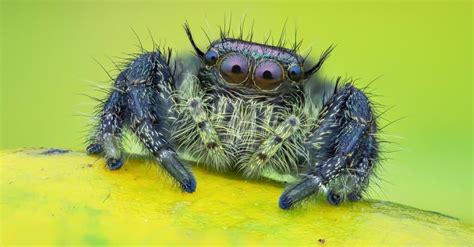 Are Jumping Spiders Poisonous or Dangerous? - IMP WORLD