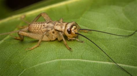 Cricket Life Cycle: How Long Do Crickets Live?