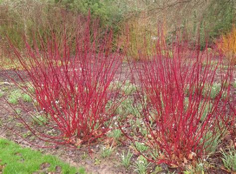 Arctic Fire Red Twig Dogwood for Sale - Buying & Growing Guide - Trees.com