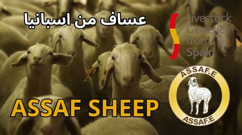 عساف من اسبانيا Assaf sheep. Livestock Genetics From Spain - YouTube