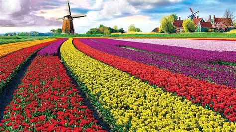 [1920 x 1080] Tulip Field: Visit the prettiest flower fields of the ...