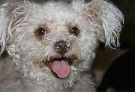 The Surprising Truth Behind the 'Crusty White Dog' Internet Sensation ...