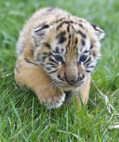 3 and 1/2 week old Siberian Tiger | Cute baby animals, Animals ...