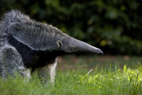 Giant Anteater Eating