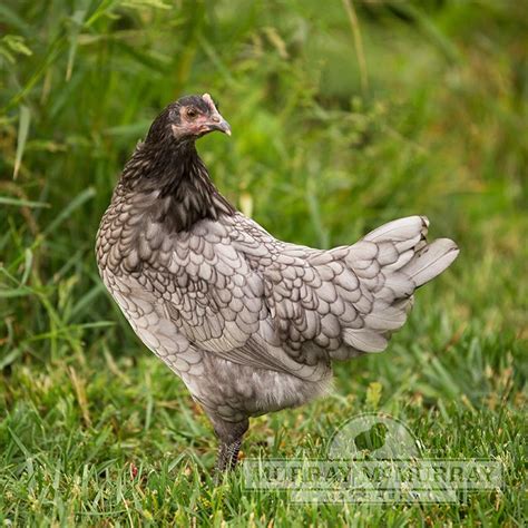 Murray McMurray Hatchery - Blue Andalusians