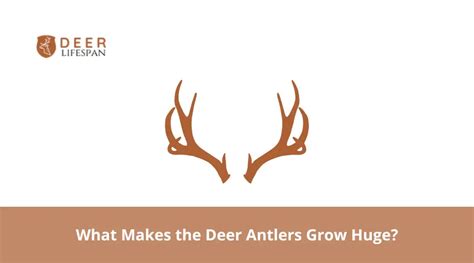 Whitetail Deer Antler Growth Chart By Month