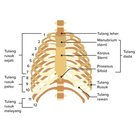 tuliskan secara urut ABC nama tulang-tulang rusuk....