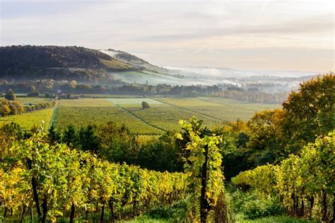 Denbies Wine Estate Ltd (Dorking) - 2019 What to Know Before You Go ...