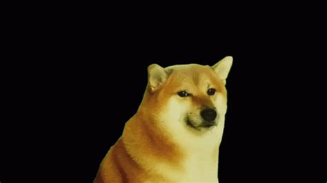 Cheems Doge GIF - Cheems Doge Dog - Discover & Share GIFs