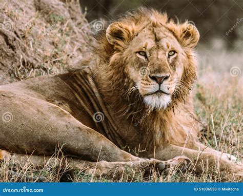 Lion Head stock photo. Image of safari, male, serengeti - 51036538