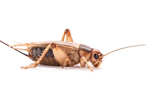 Wallpaper legs, insect, cricket images for desktop, section макро ...