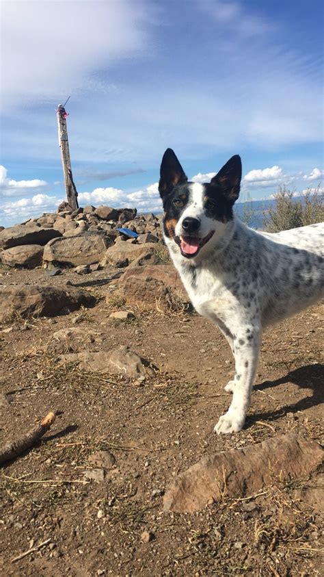 White blue heeler/Australian cattle dog | Austrailian cattle dog ...