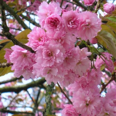 Japanese Flowering Cherry (Kwanzan)