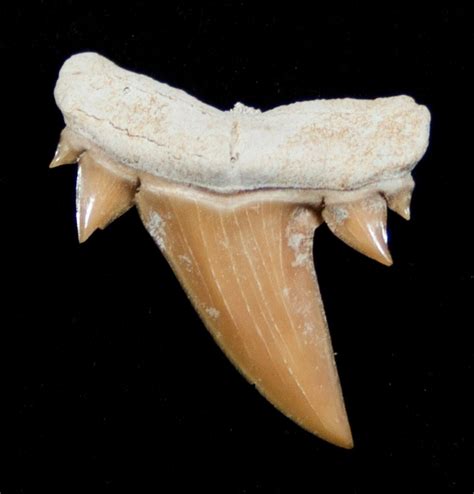 Unusual Serratolamna Fossil Shark Tooth (#3413) For Sale - FossilEra.com