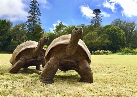 Jonathan the tortoise remains the oldest living land animal in the ...