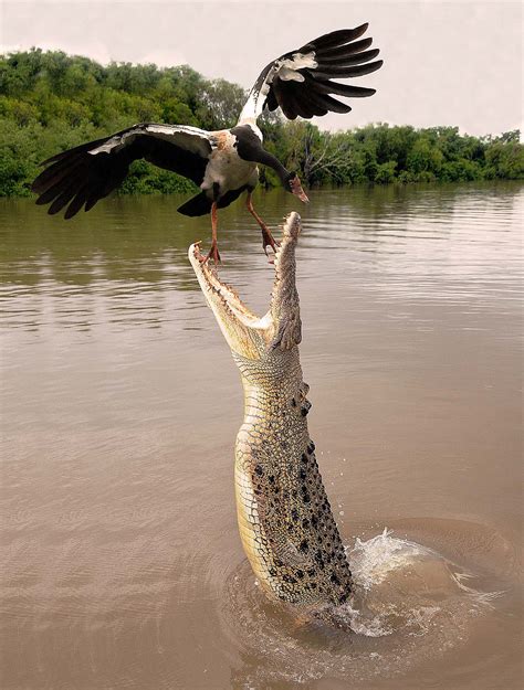 Darwin, Northern Territory Saltwater Crocodile | JuzaPhoto