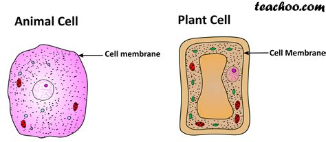 Nuclear Membrane In Animal Cell