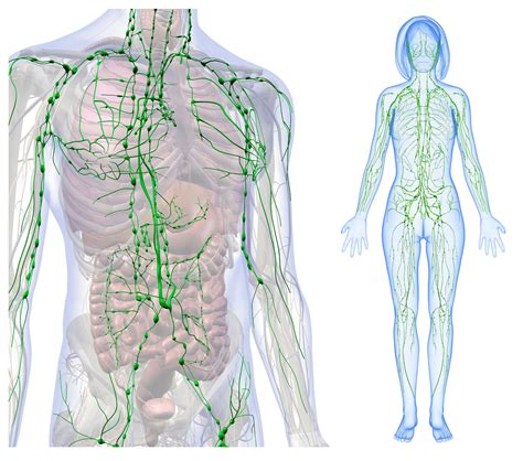 Understanding Chronic Pain and the Lymphatic System: Insights from Dr ...