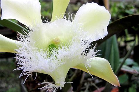 Flor Nacional de Honduras, Orquídea Rhyncholaelia Digbyana.