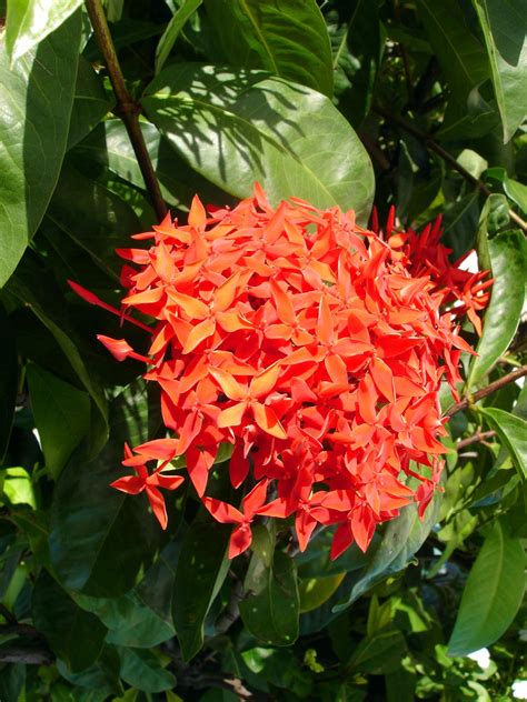 2-Orange flower | Friends of Chinandega