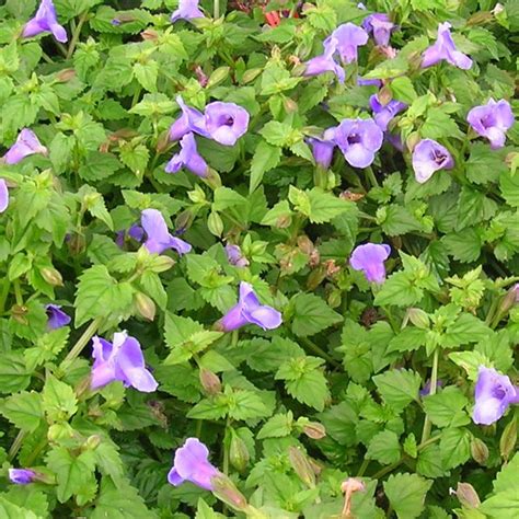 Torenia - VerdeGo