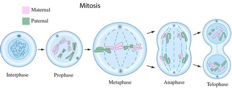 What is Mitosis? | Stages of Mitosis | Steps of Mitosis | Biology Explorer