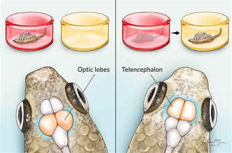 Infographic: Two Guppy Brain Regions May Help Them Learn Tasks | TS ...