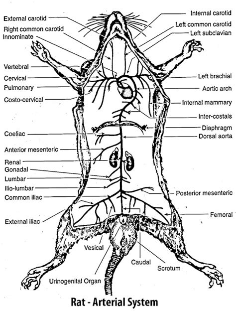 B. Sc. - II Animal Diversity- IV (Old) : Study of rat- DEMONSTRATION OF ...